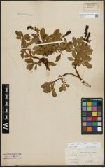 Foto von Salix arctica Pall.